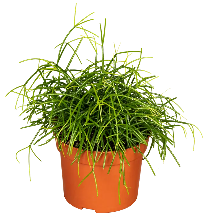 Rhipsalis cassutha