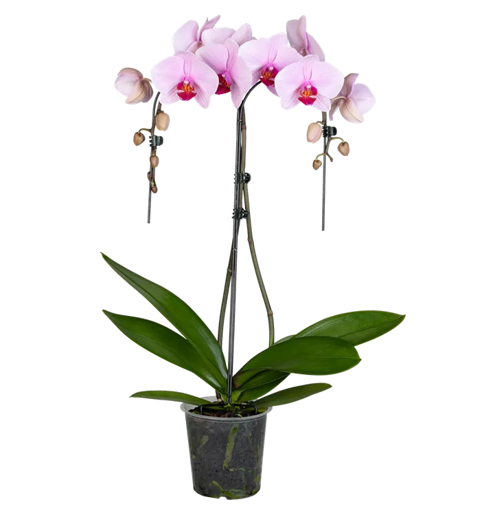 Phalaenopsis Double Umbrella lila