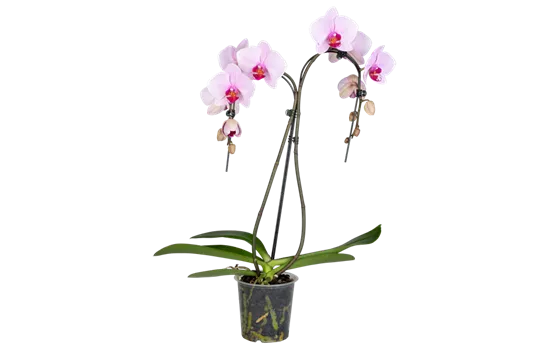 Orchidee Double Umbrella lila