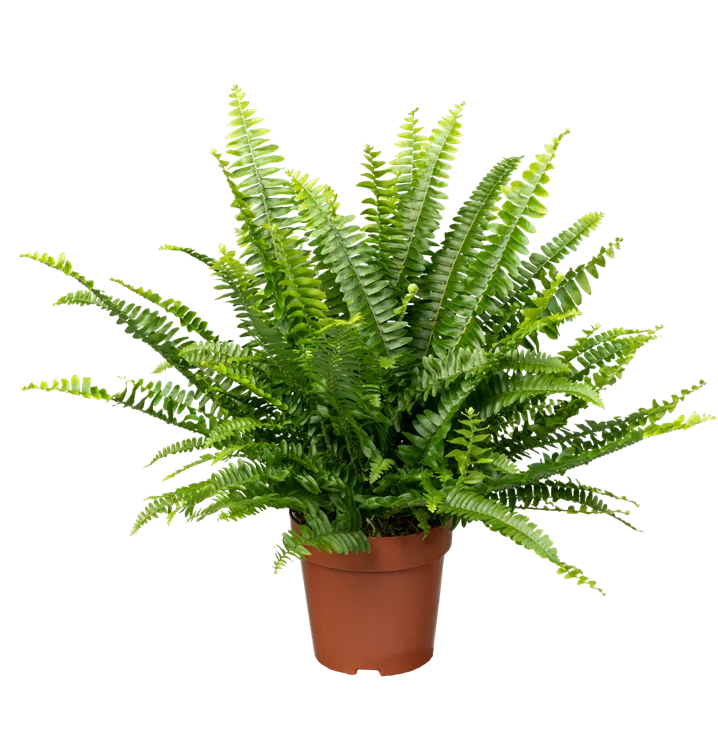 Nephrolepis Green Lady