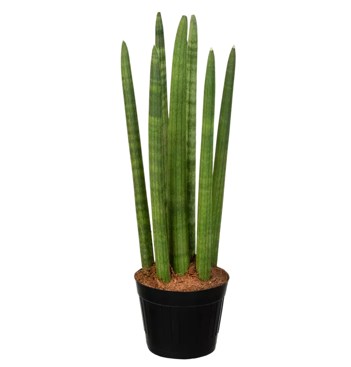 Sansevieria cylindrica 'Spaghetti'