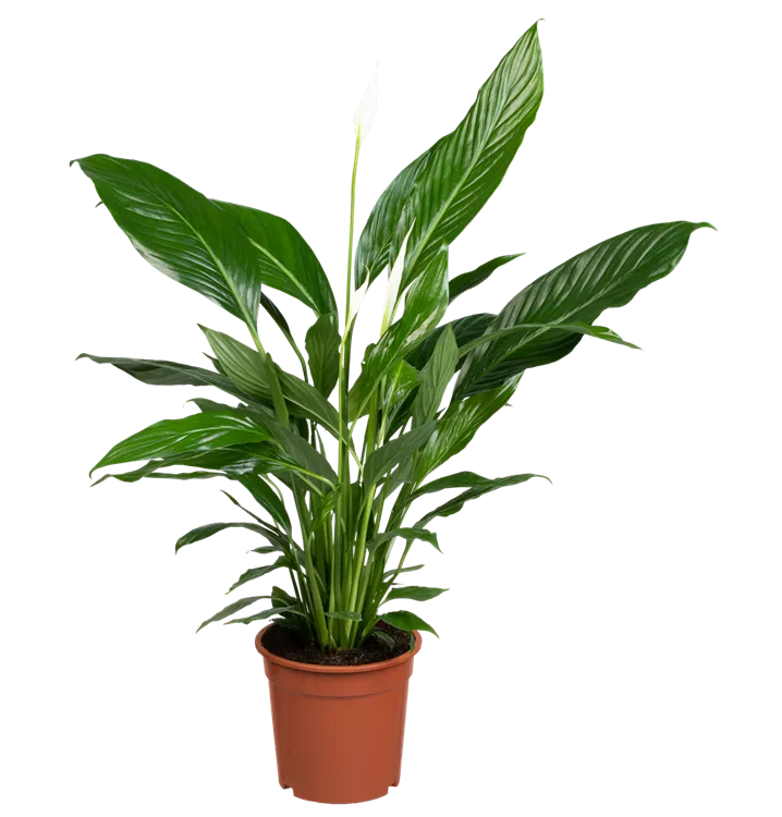 Spathiphyllum 'Sweet Lauretta'