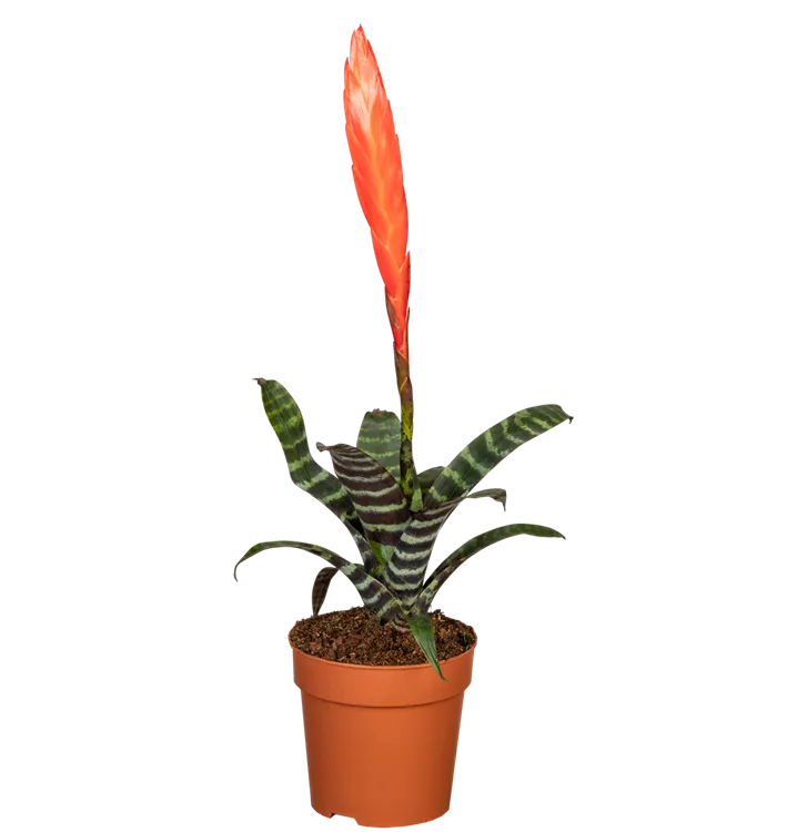 Bromelia Topfgröße 12cm