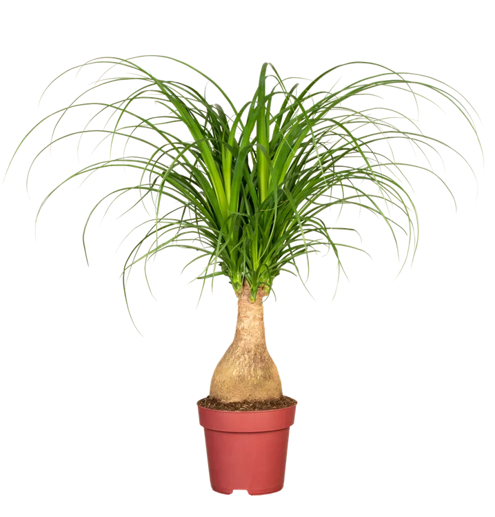 Beaucarnea 'Maya Palm'