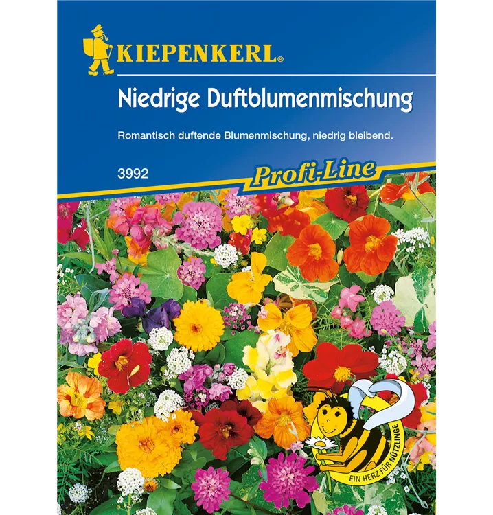 Sommerblumen, niedrig duftend