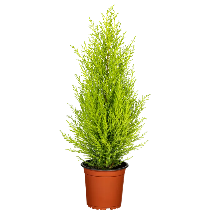 Cupressus