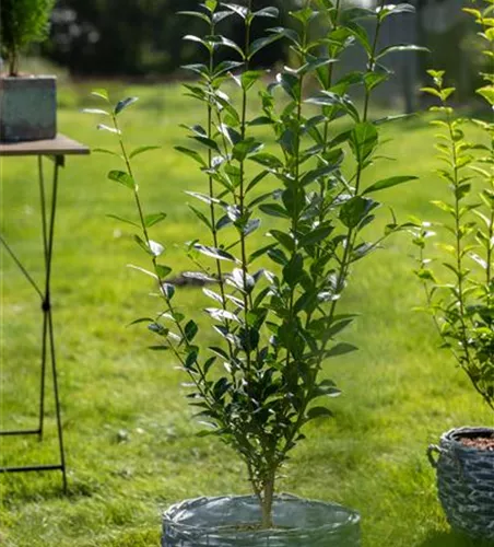 Ovalblättriger Liguster - Hecke