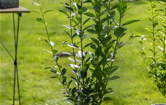 Ovalblättriger Liguster - Hecke