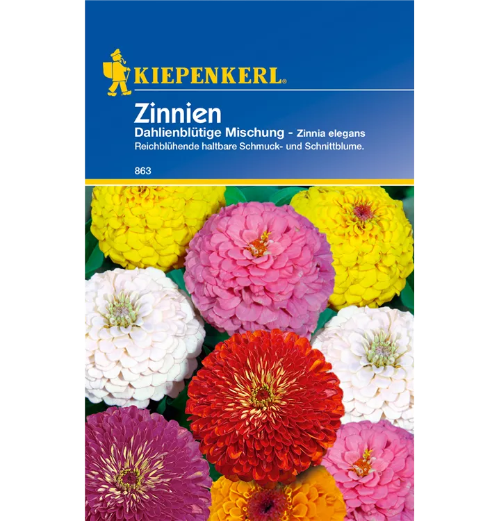 Zinnia elegans Dahlienblütig