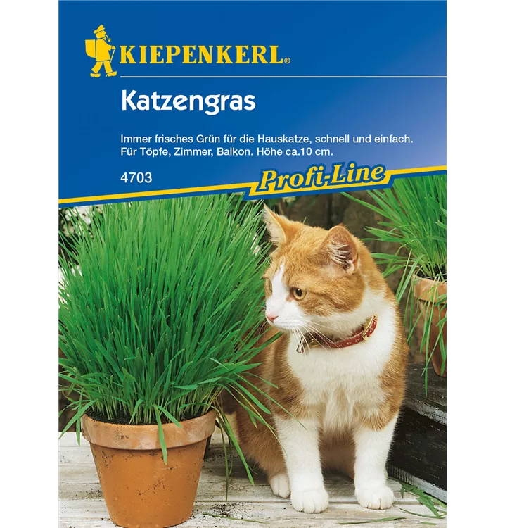 Katzengras