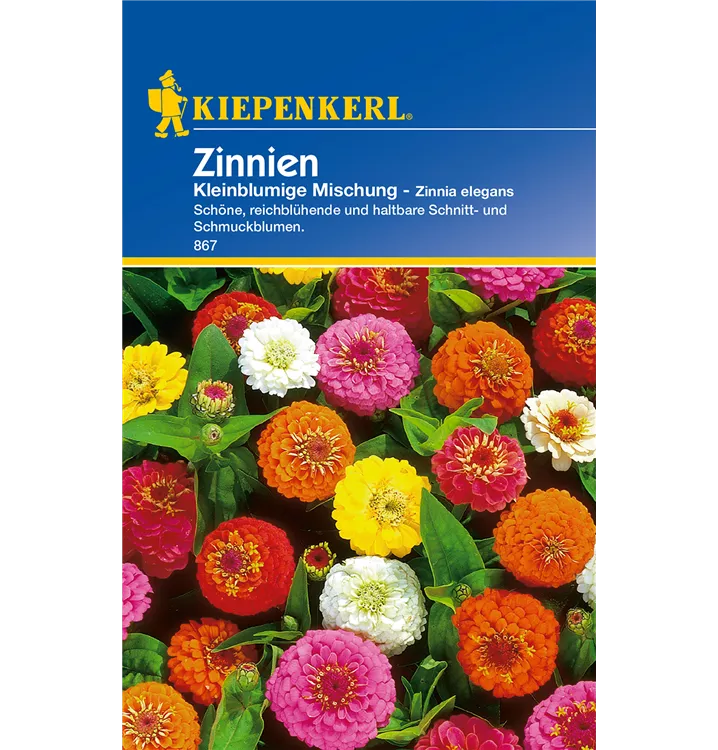 Zinnia elegans, kleinblütig