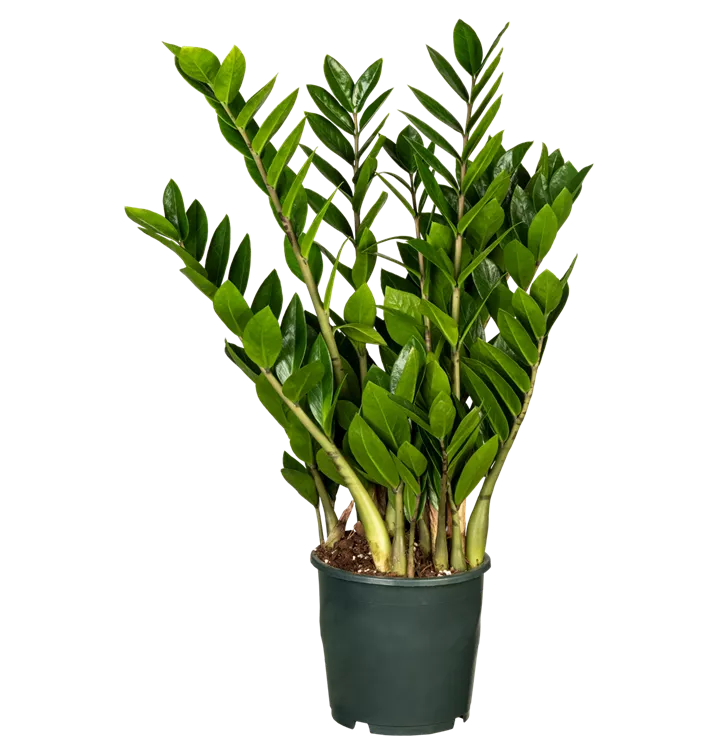 Zamioculcas