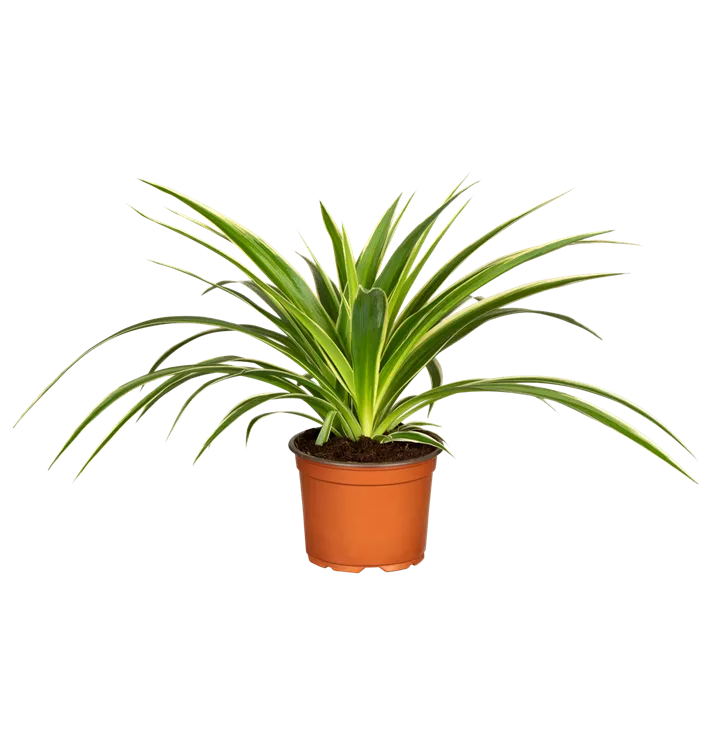 Chlorophytum ocean