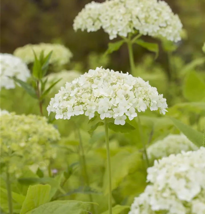 Hydrangea arborescens