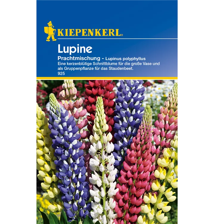 Lupinus polyphyllus 'Prachtmischung'