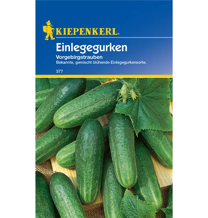 Cucumis sativus 'Vorgebirgstrauben'