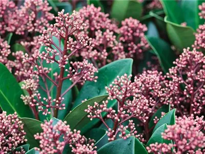 SKIMMIA JAPONICA RUBELLA