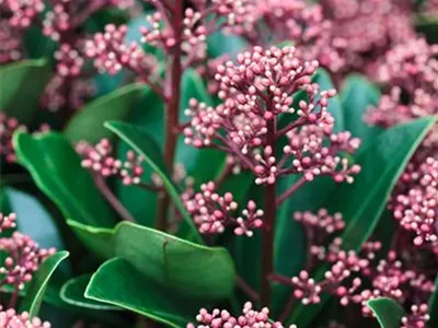 SKIMMIA JAPONICA RUBELLA