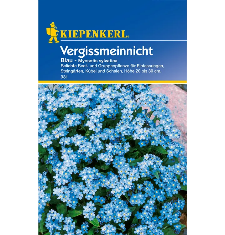 Myosotis sylvatica, blau