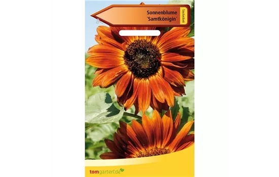 Sonnenblume 'Samtkönigin'