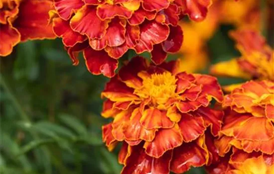 Studentenblume 'Texana® Bolero'