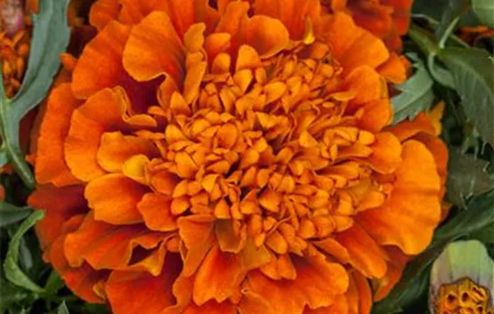 Studentenblume 'Texana® Fireball'