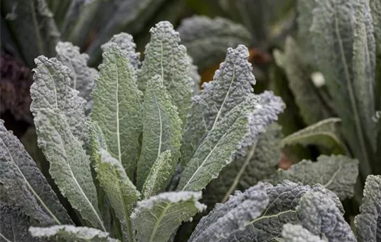 Palmkohl 'Nero di Toscana'