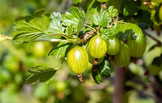 Stachelbeere 'Hinnonmäki'