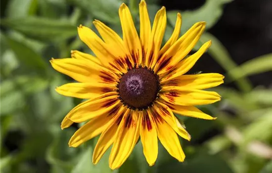 Sonnenhut 'Denver Daisy'