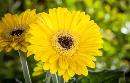 Gerbera 'Garvinea® Sweet Smile'