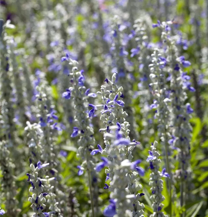 Salvia farinacea Farina® 'Blue'