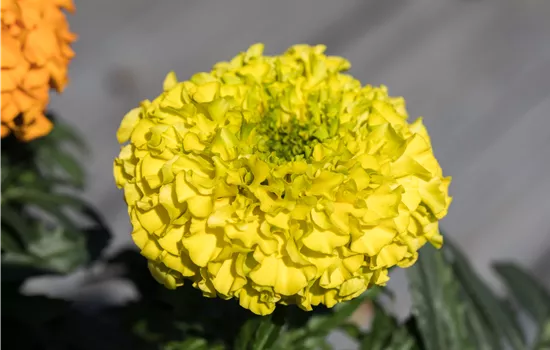 Hohe Studentenblume 'Antigua Yellow'