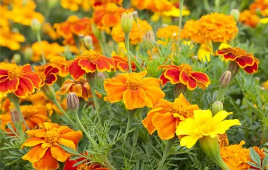 Tagetes 'Espana Mix'