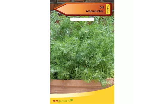 Dill 'Aromatischer'