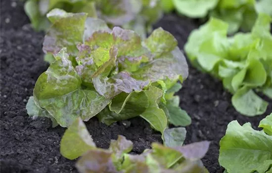 Kopfsalat 'Vierjahreszeiten'