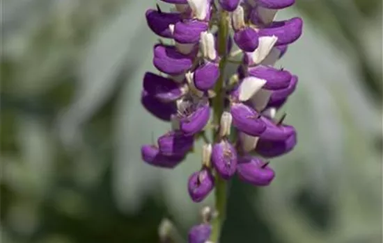 Garten-Lupine 'Russel'