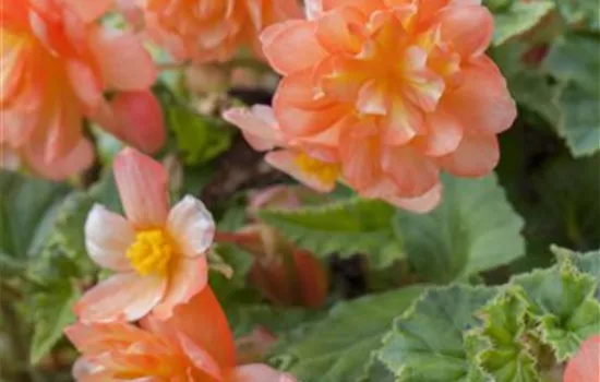 Girlanden-Begonie 'Illumination® Apricot'