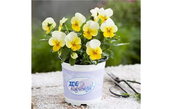 Mini-Winterveilchen 'Ice Babies® Cream Yellow Lip'