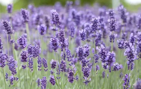 Echter Lavendel 'Hidcote Blue'