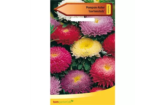 Pompom-Aster 'Gartenstolz'