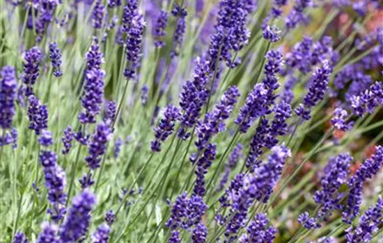 Echter Lavendel 'Scents of Summer'®