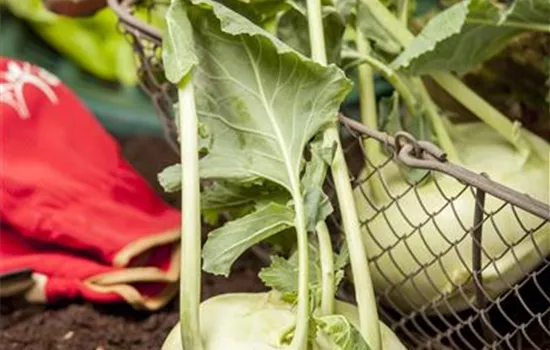 Kohlrabi 'Weißer Delikateß'