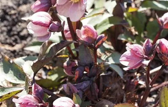 Frühlings-Schneerose 'HGC Pink Frost'®