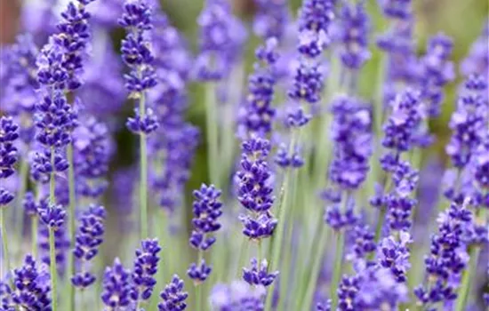 Echter Lavendel 'Vienco® Purple'