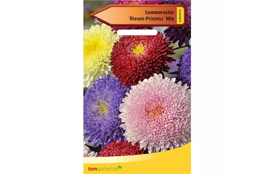 Aster 'Riesen Prinzess'