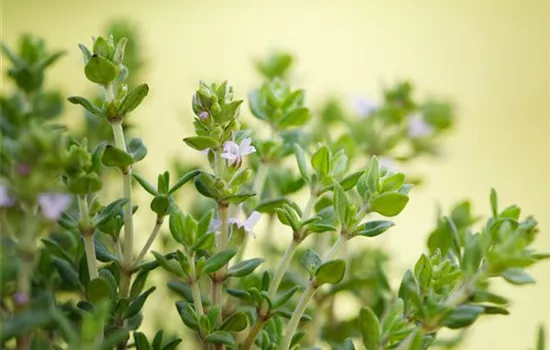 Kugelthymian 'Fredo'