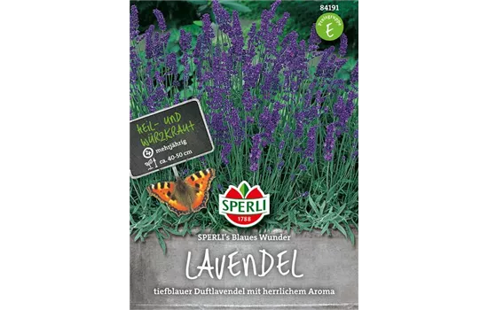 Lavendel 'Blaues Wunder'