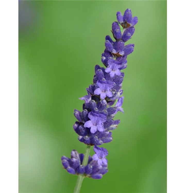 Lavendel