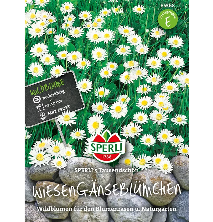 Bellis perennis