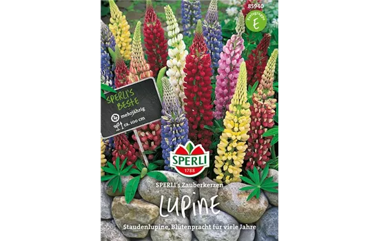 Garten-Lupine 'Zauberkerze'